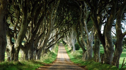 Dark Hedges near Stranocum in County Antrim