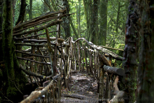 Puzzlewood Forest of Dean Doctor Who filming location Forest of Byzantium