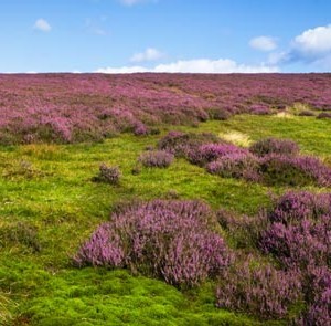 Tour Detail Content Image