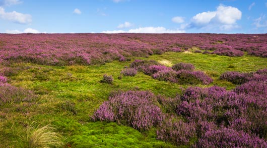 Tour Detail Content Image